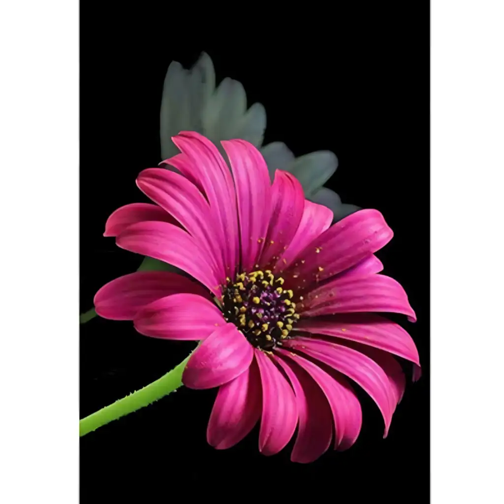 Диамантен пъзел: Комплект за рисуване с диаманти Gerbera 10x15cm изображение 1