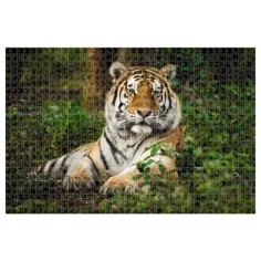 Animal Planet: Тигър 1000 части пъзел изображение 2