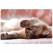 Spirit: Little Cat подложка за бюро 60x40см